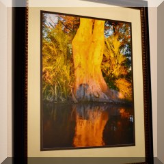 A16a. Framed tree photo. 20”x16” - $25 each